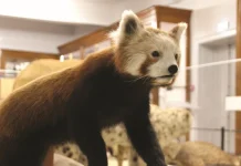 Montauban. Un après-midi pour découvrir les mammifères au muséum Victor Brun musee Montauban exposition mammiferes animation Victor Brun