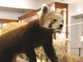 Montauban. Un après-midi pour découvrir les mammifères au muséum Victor Brun musee Montauban exposition mammiferes animation Victor Brun