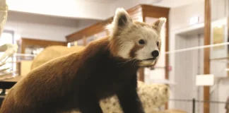 Montauban. Un après-midi pour découvrir les mammifères au muséum Victor Brun musee Montauban exposition mammiferes animation Victor Brun