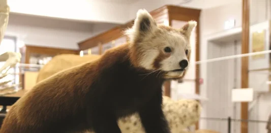 Montauban. Un après-midi pour découvrir les mammifères au muséum Victor Brun musee Montauban exposition mammiferes animation Victor Brun