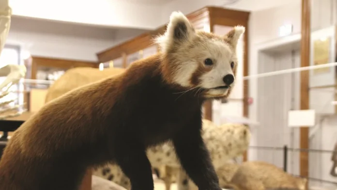 musee Montauban exposition mammiferes animation Victor Brun