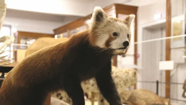 musee Montauban exposition mammiferes animation Victor Brun