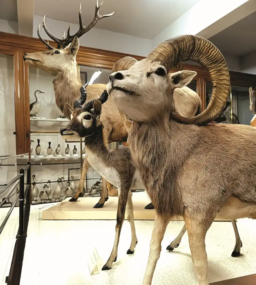 Exposition Sur piste mammiferes Museum