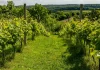 Moissac. Randonnées, nature et jardins : la Fête de la Nature célèbre ses 20 ans tout le week-end La Fête de la Nature revient à Moissac