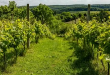 Moissac. Randonnées, nature et jardins : la Fête de la Nature célèbre ses 20 ans tout le week-end La Fête de la Nature revient à Moissac