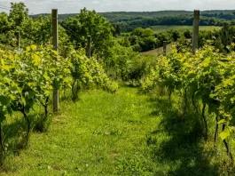 Moissac. Randonnées, nature et jardins : la Fête de la Nature célèbre ses 20 ans tout le week-end La Fête de la Nature revient à Moissac