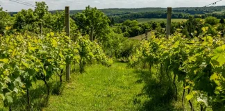 Moissac. Randonnées, nature et jardins : la Fête de la Nature célèbre ses 20 ans tout le week-end La Fête de la Nature revient à Moissac