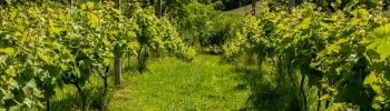 La Fête de la Nature revient à Moissac