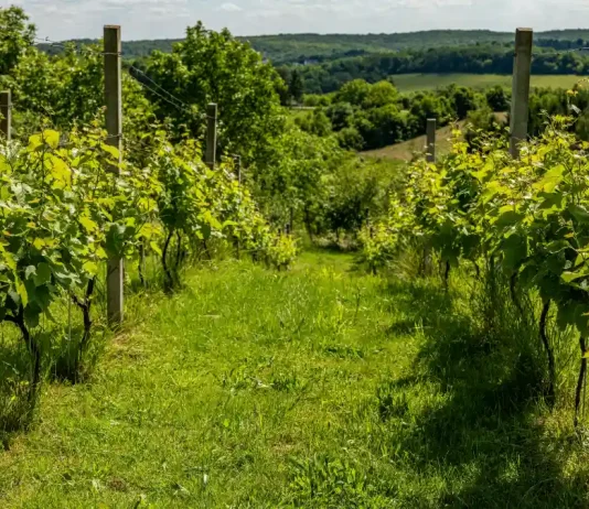 Moissac. Randonnées, nature et jardins : la Fête de la Nature célèbre ses 20 ans tout le week-end La Fête de la Nature revient à Moissac