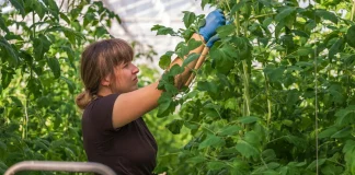 Montauban. Jobs saisonniers, CDI, réalité virtuelle : le forum des métiers agricoles veut attirer une nouvelle génération Le forum des métiers agricoles revient à Montauban