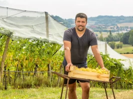 À 39 ans, Julien Custody prend la tête du Chasselas de Moissac AOP Julien Custody, nouveau président du Syndicat du Chasselas de Moissac AOP