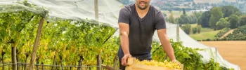 Julien Custody, nouveau président du Syndicat du Chasselas de Moissac AOP
