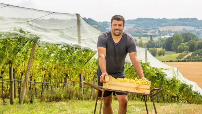 Julien Custody, nouveau président du Syndicat du Chasselas de Moissac AOP