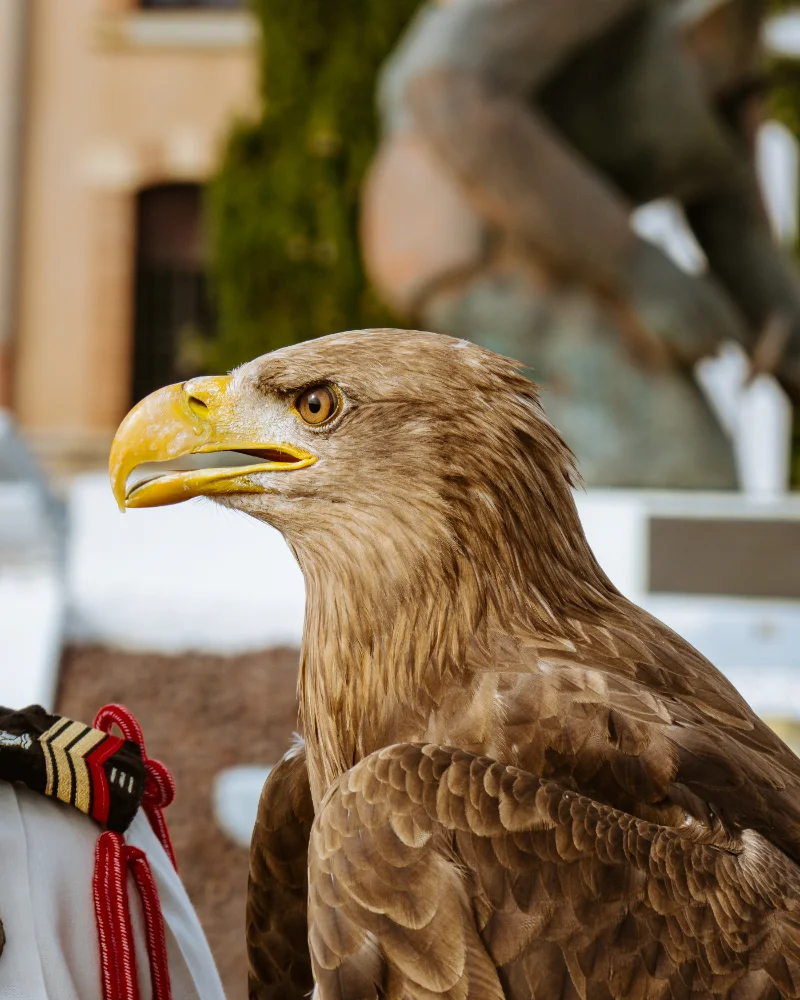 Après Malizia, Roccia devient la nouvelle mascotte du 17ᵉ RGP 1 IMG 7178