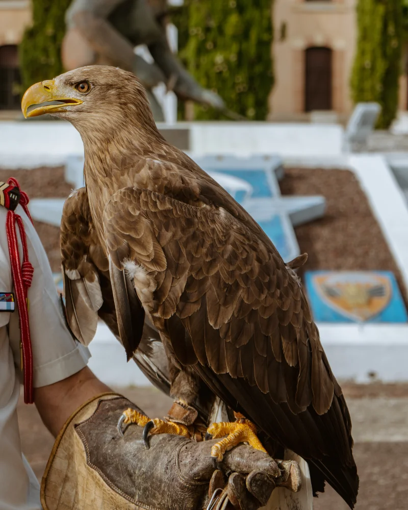 Après Malizia, Roccia devient la nouvelle mascotte du 17ᵉ RGP 3 IMG 7180