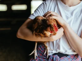 500 poules attendent encore un adoptant en Occitanie, un rendez-vous à Miramont-de-Quercy samedi Des poules rousses issues d'un élevage attendent leur adoption lors d'une opération organisée par l'association Champs Libres aux Poules en Tarn-at-Garonne.