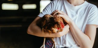 500 poules attendent encore un adoptant en Occitanie, un rendez-vous à Miramont-de-Quercy samedi Des poules rousses issues d'un élevage attendent leur adoption lors d'une opération organisée par l'association Champs Libres aux Poules en Tarn-at-Garonne.