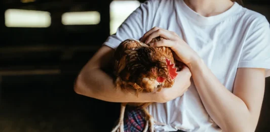 500 poules attendent encore un adoptant en Occitanie, un rendez-vous à Miramont-de-Quercy samedi Des poules rousses issues d'un élevage attendent leur adoption lors d'une opération organisée par l'association Champs Libres aux Poules en Tarn-at-Garonne.