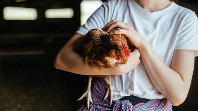 Des poules rousses issues d'un élevage attendent leur adoption lors d'une opération organisée par l'association Champs Libres aux Poules en Tarn-at-Garonne.