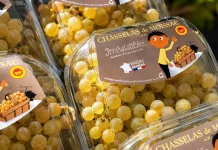 Chasselas de Moissac : tous les voyants sont au vert pour la récolte 2026 Le Chasselas de Moissac AOP présenté lors du lancement de la campagne 2026