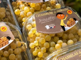 Chasselas de Moissac : tous les voyants sont au vert pour la récolte 2026 Le Chasselas de Moissac AOP présenté lors du lancement de la campagne 2026