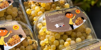 Chasselas de Moissac : tous les voyants sont au vert pour la récolte 2026 Le Chasselas de Moissac AOP présenté lors du lancement de la campagne 2026