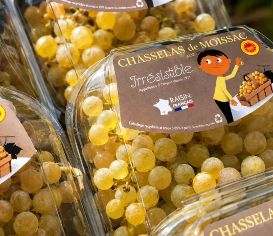 Chasselas de Moissac : tous les voyants sont au vert pour la récolte 2026 Le Chasselas de Moissac AOP présenté lors du lancement de la campagne 2026