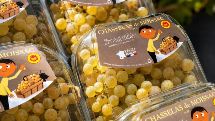 Le Chasselas de Moissac AOP présenté lors du lancement de la campagne 2026